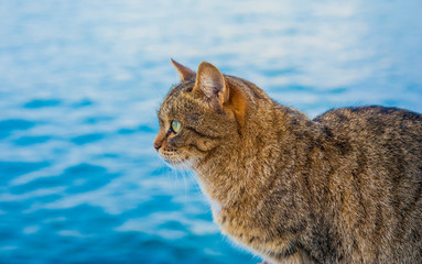 Profile of gray striped cat on the background of sea water