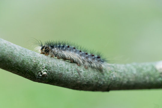 Gypsy Moth Caterpillar On Stick