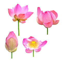 lotus on white background