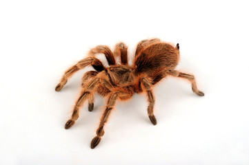 Chilenische Vogelspinne (Grammostola sp. 