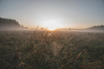 Dawn, morning mist over the meadow, cobwebs in the dew