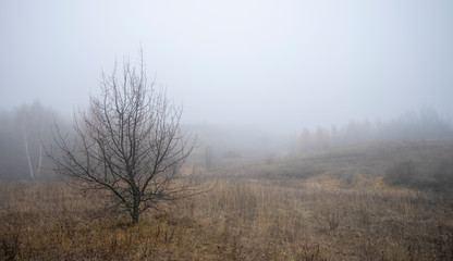 Obraz na płótnie Canvas The skeleton tree on the background of the morning fog