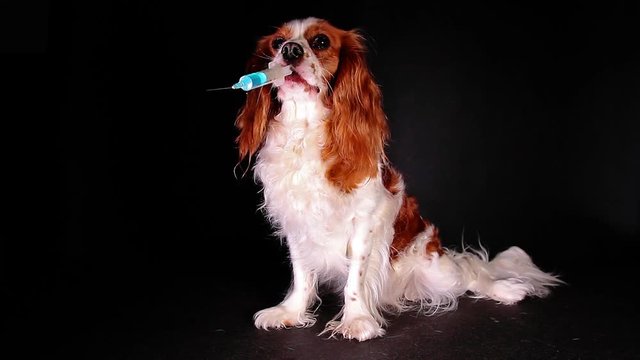 Animal pet vet dog veterinary injection syringe flu sick sickness vaccination rabies,