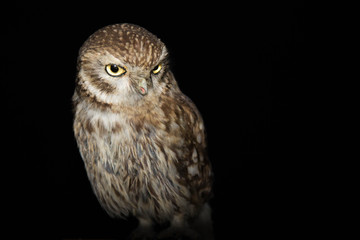 buho fondo negro retrato