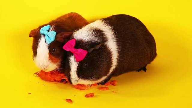 Cute guinea pig pigs cavy cavys
