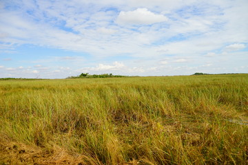 everglades national park landscape