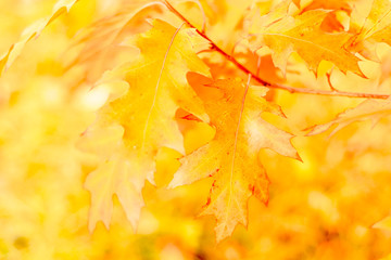 Yellow oak leaves against the sun, change of season