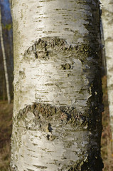 Birch bark