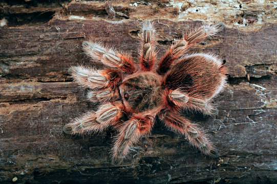 Chilenische Vogelspinne (Grammostola sp. "Maule") - tarantula from Chile
