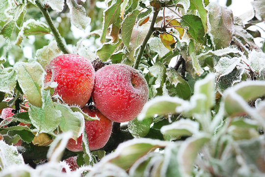 Apples on the tree, on the fruits and leaves frosty pattern. Early winter is a cataclysm, nature is amazing. Selective focus, close-up.