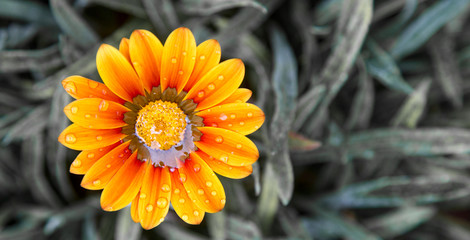Flor laranja com gotas de água