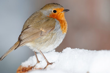 European robin