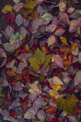 Two striped leaves in a pile of colorful fall leaves background