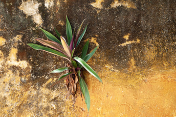 Beautiful flowers and plants against a rustic orange painted wall in rural Mexico.  