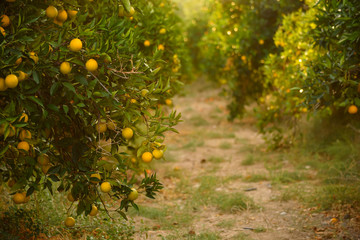 Orange garden with fruit