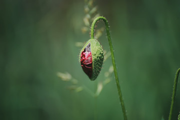 Red spring poppy bud