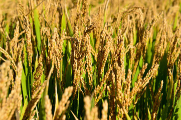 Mature rice in the field