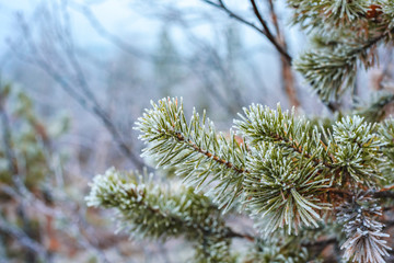 Pine green branches in hoarfrost in winter forst