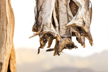 Codfish hanged on wooden sticks to be dry.