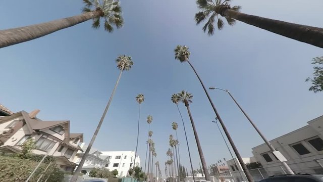 Palm Trees & Houses, Tilt Up. Car shot, angle tilting up to look at the palm trees moving against the sky.
