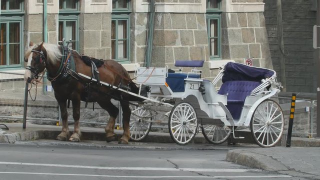 Working horse and carriage. Rue du Tresor, Quebec City, Quebec, Canada.