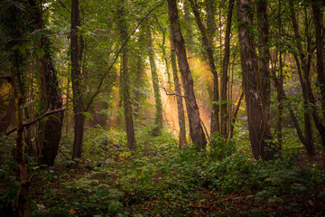 Fototapeta na wymiar Sunlight through the forest