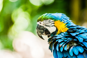 Macaws, Araras, Macaw