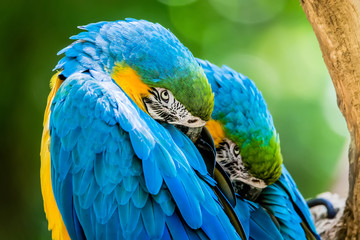 Macaws, Araras, Macaw