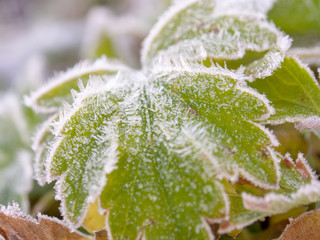 霜がついた草　植物　冬の朝　寒い　氷