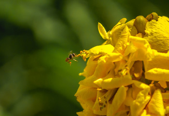 Bee
