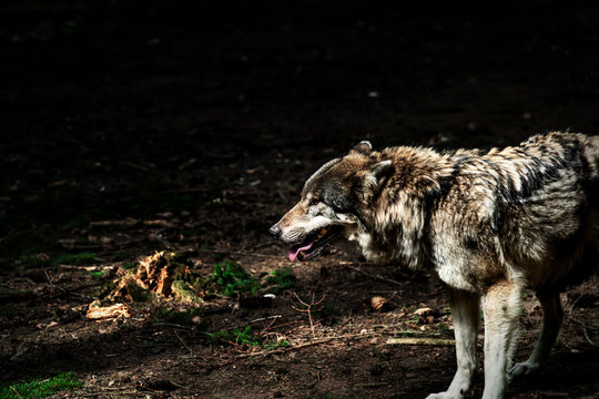 old wolf in wildpark