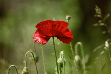 Red spring poppy