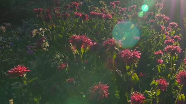 Fuchsia coloured Wild Bergamot flowers in the sun with lensflare.
