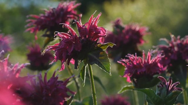 Macro shot of fuchsia coloured wild Bergamot flower. Bee flies around. Shallow depth of field.