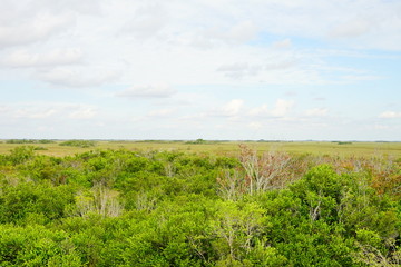 Fototapeta na wymiar everglades national park landscape