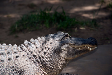 alligator