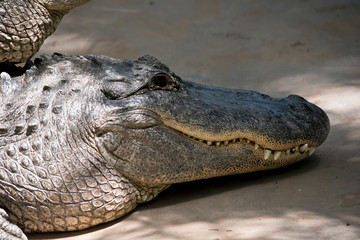 alligator