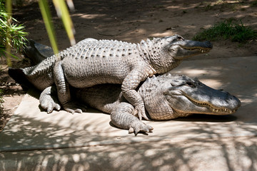 two alligators