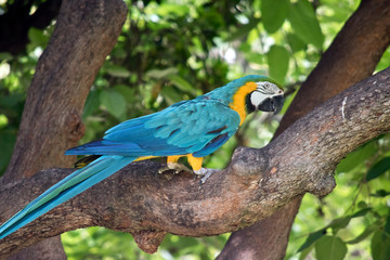 blue and gold macaw