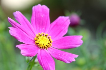 Obraz premium Cosmos flower in tropical