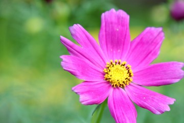 Fototapeta premium Cosmos flower in tropical