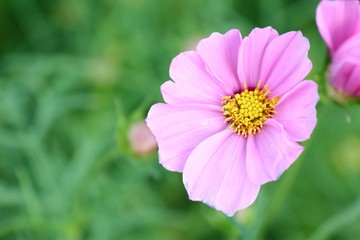 Cosmos flower in tropical