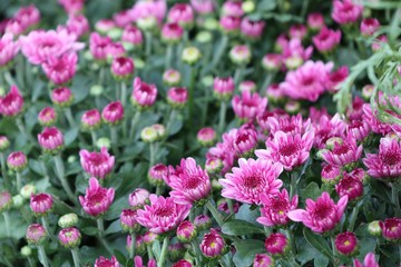 Chrysanthemum flower in tropical