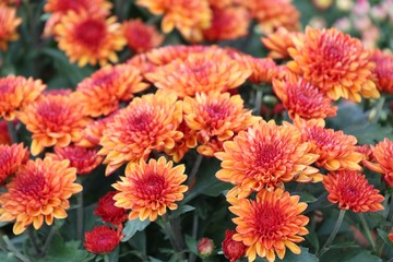 Chrysanthemum flower in tropical