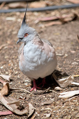 crested pigeon