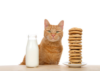 Adorable orange tabby cat sitting at a wood table with tall stack of dozen chocolate chip cookies on one side and a bottle of fresh milk on the other. Traditional holiday snack.