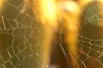 spider webs on cactus
