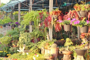Shop for garden plants