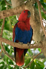 female eclectus parrot