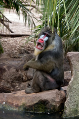 mandrill